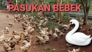Azka di hadang Pasukan bebek sawah berjemur habis mandi di kali | flock of rice field ducks