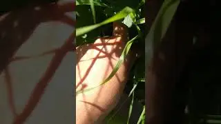 сыроедить просто летом. 