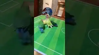 Спортивные попугаи