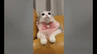 Cute Cat Compilation 🐈| Beautiful Cat| Humpty Hobbies