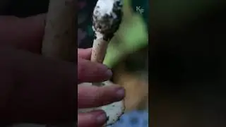Самый смертоносный гриб на планете