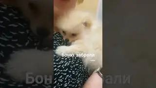 За два месяца успеваешь влюбиться в щенков, затем тяжелое расставания ❤️❤️❤️ #собака #животные #шпиц