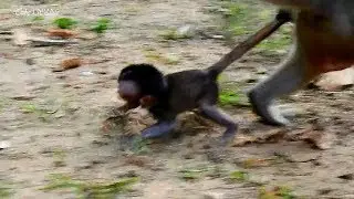 No, No, Poor baby DANIELA nearly dies. Crazy monkey DeeDee dragging her seriously.