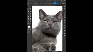 Adobe Photoshop 2025 Tips - Clone Stamp Tool 