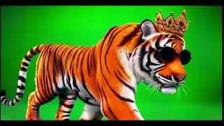 Tiger Wearing a Crown Green Screen HD (2024)