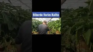 Biber Gübreleme programı