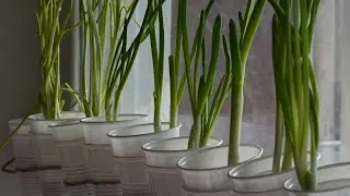 WONDERFUL idea | How to grow Onions + Garlic in PLASTIC GLASSES, Как быстро получить зелень лука .