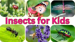 Insect Names for Children - Learn All Insect Names