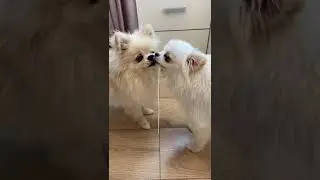 Кто победит? 😂 Шпицы упёртые собаки) #шпицы, #собаки,