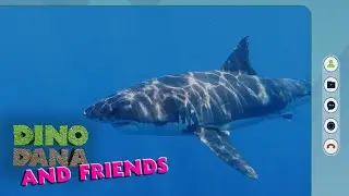 Fun Facts About Great White Sharks! | Jane | Apple TV+