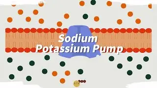 How sodium-potassium pump works