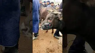 Бу молга нима килган?Танишларга юборинг 