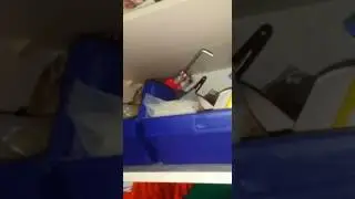Домашние сурикаты. Банда попалась с поличным.