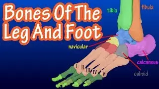 Bones Of The Legs And Feet - Bones Of The Lower Body - How Many Bones In The Foot