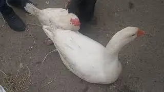 Дар Бозори Панчшанбе шахри Хучанд!!! нархи Парандахо (05.01.2020)