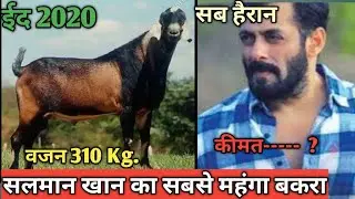 ईद 2020 पर सलमान खान करेगे सबसे महंगे बकरे की कुर्बानी,सभी हैरान, boliwood hero salman khan eid
