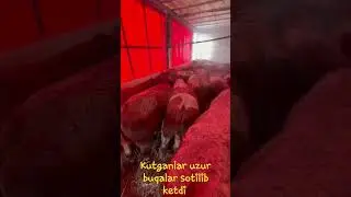 Akalar uzur buqalar sotilib ketdi
