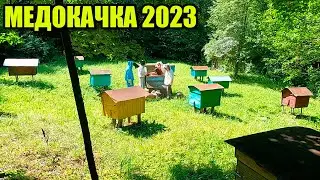 Откачка мёда на пасеке. Медокачка 2023