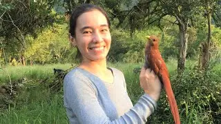 This Hummingbird Scientist Followed In A Female Bird Pioneer’s Footsteps