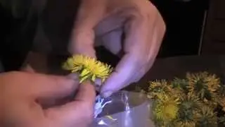 Dandylion Jelly Part 1 -  Making Dandylion Tea