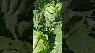 ПОСЕЙТЕ РАННЮЮ КАПУСТУ В ИЮЛЕ,, УСПЕЕТЕ ПОЛУЧИТЬ УРОЖАЙ!!!