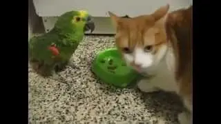 Кот и попугай - драка за еду / Cat and parrot - fight for food