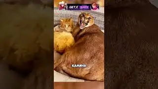 ХИЩНЫЙ КАРАКАЛ ЗАВЕЛ КОТЯТ ОТ КОШЕЧКИ😍🙏