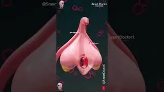 Clitoris Anatomy - Aroused Clitoris 🔥😉