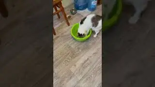 Как помыть Микрозелень перед едой