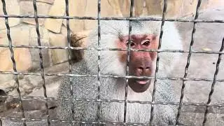 Вы просили гамадрила Джонни - держите!