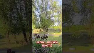 Весенние птички поют)))