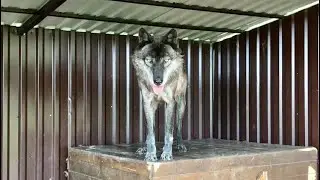 Канадский волк Акела понимает с полуслова. Якутский волк Братиш пьёт воду из шланга.