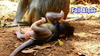 Deep Sadness poor baby monkey fall alone behind mum back without mum help