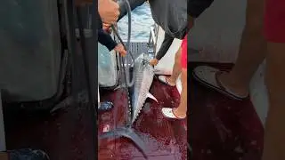 Обязательно !Спускаем кровь в Тунца ! 