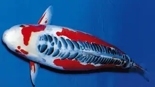 The Best Koi fish in the world - Ternak Ikan Koi Cantik & Koi Jumbo Terbaik 