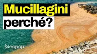 Mucillagini di mare, boom nel Mar Adriatico: da cosa sono causate? La composizione chimica