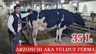 ARZONCHI AKA. YANGI PARTIYA 40 litr sutga SIMENTAL SIGIRLARI ☎️991064444 ☎️974120909 ☎️991054707