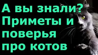 А вы знали..? Приметы и поверья про котов.