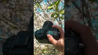 Nikon Z8 Japanese Cherry Blossoms #NikonZ8 #shortsfeed #cherryblossom