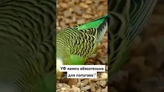 Ссылка на подробное руководство в описании канала