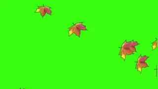 Green screen | Autumn leaves fall | Video background | Animation | Footage | Download | №178