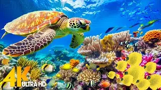 [NEW] 11HRS Stunning 4K Underwater Wonders + Relaxing Music | Coral Reefs & Colorful Sea Life