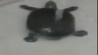 ШОК!!! МОРГЕНШТЕРН КОПИРУЕТ МС ЧЕРЕПАХУ!!! ОЧЕРЕДНОЕ ДОКАЗАТЕЛЬСТВО!!!