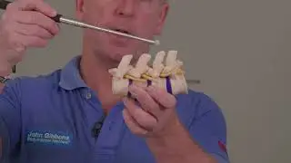 Functional Anatomy of the Lumbar Spine