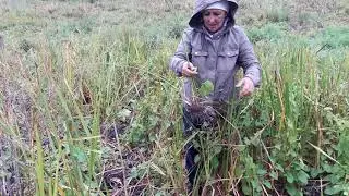 Травница Елена Викторовна Наумова о частухе подорожниковой