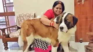 Tyzuu wishes us Good morning | Demands love | Saint Bernard's morning cuddle