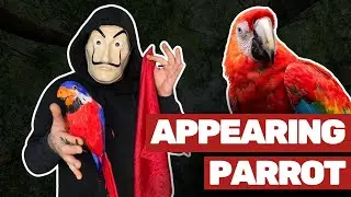 APPEARING PARROT 🪄 MAGIC TRICK TUTORIAL 