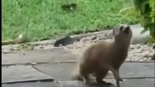 A mongoose trying to catch a boomslang