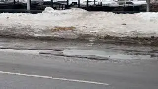 Вороны клюют крыс. г. Рязань 20.02.2022 г.