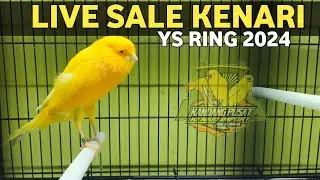 LIVE SALE YORKSHIRE TERBARU RING 2024‼️PUSAT KENARI IMPORT SOLORAYA